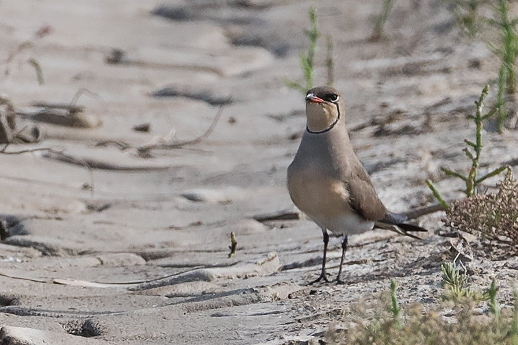 Collared Pratincole — Ana fotoğraf